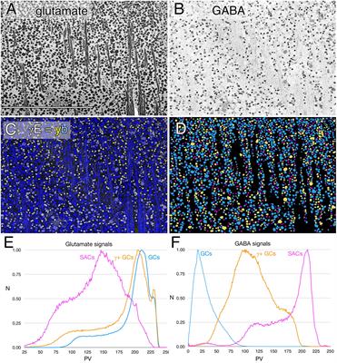 Heterocellular Coupling Between Amacrine Cells and Ganglion Cells